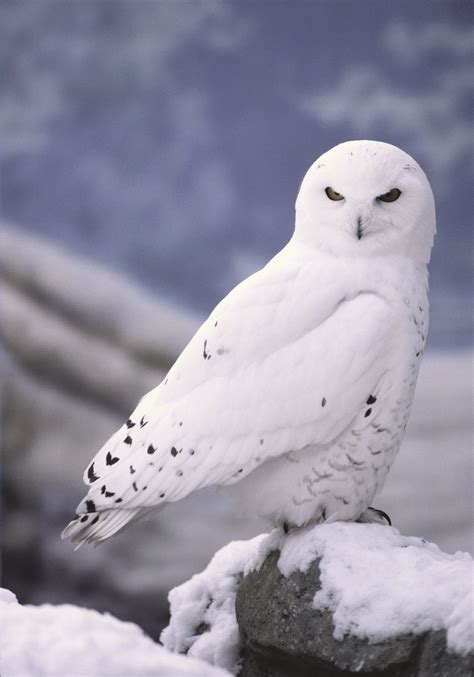 The World of Birdwatching Gallery | Snowy owl, Animals beautiful, Pet birds