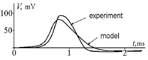 Comparison of the action potential experimentally observed in the giant... | Download Scientific ...