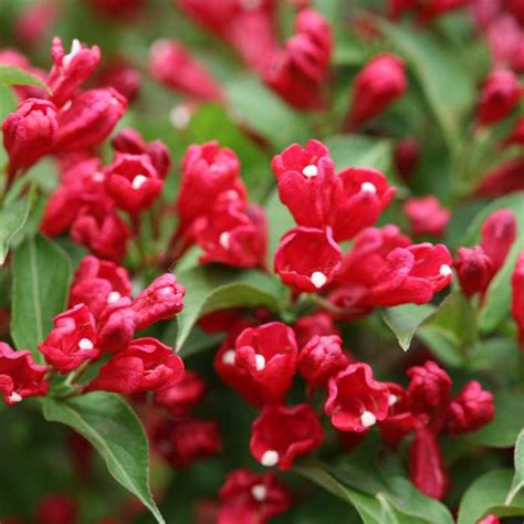 Sonic Bloom® Red Weigela; July 5, 2018 - Spring Meadow Nursery