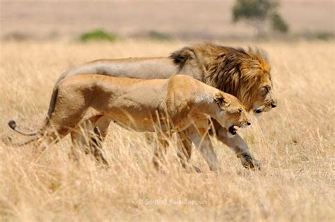 Lion And Lioness – The Royal Couple At Their Best - Tail and Fur