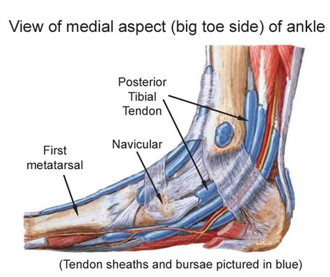 Posterior Tibial Tendon Anatomy - Anatomical Charts & Posters