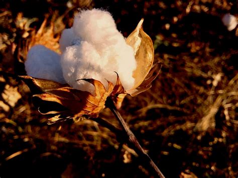 Culture du coton: Comprendre ses contraintes et ses étapes
