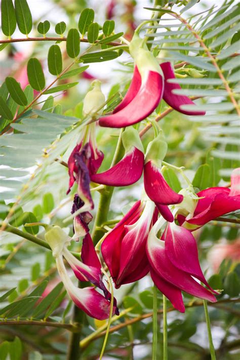 10 Seeds Sesbania grandiflora Hummingbird Seeds Tropical Plant Ornamental or Standard