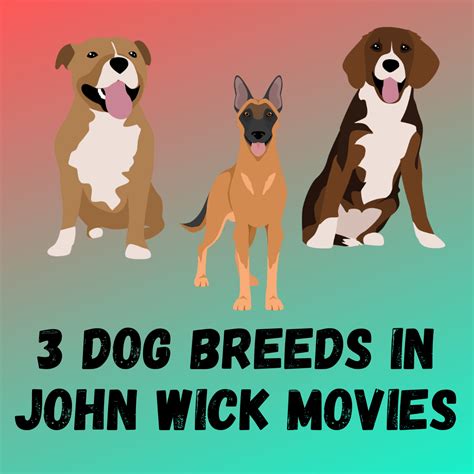 John Wick Dog Breed Facts [3 Breeds You Must Know]