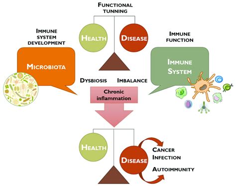 Schematic representation of the debate performed between microbiota and ...