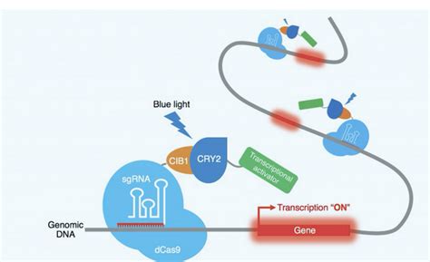 CRISPR DNA editing system controlled by light | NextBigFuture.com