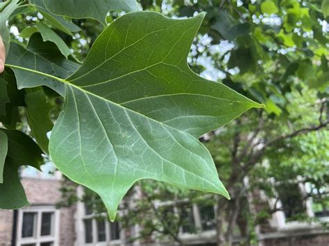 Poplar Tree Leaves