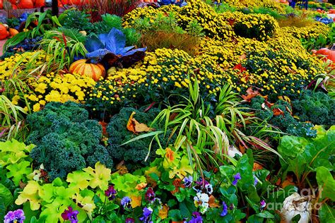 Display of Fall Colors - Morton Arboretum, Lisle IL Photograph by Tim Jensen | Fine Art America