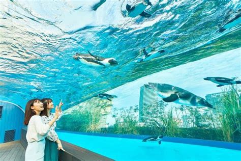 Sunshine Aquarium, Rasakan Kehidupan Laut Diatas Kota Tokyo! | Liburan ...