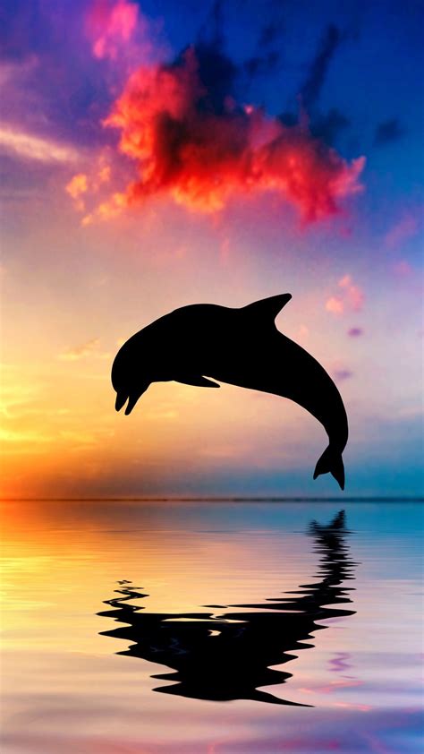 Dolphin jump, silhouette, ocean, water reflection, sunset Dolphin Photos, Dolphin Art, Water ...