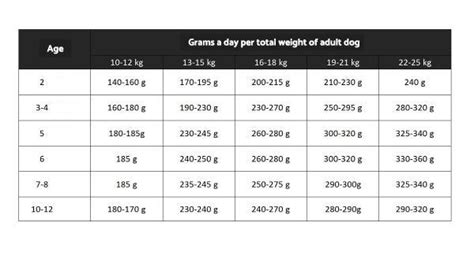 How Much Food does a Beagle Need?