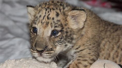 Oklahoma Zoo Home to America's First 'Liligers' - ABC News