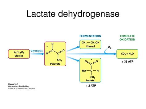 PPT - Lactate dehydrogenase PowerPoint Presentation, free download - ID:4397274