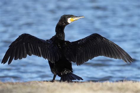 Great Cormorant - eBirdr