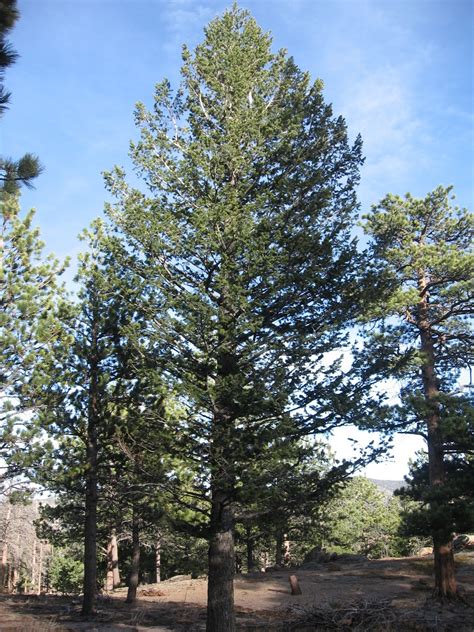 Rocky Mountain Bushcraft: Rocky Mountain Tree Identification: Douglas Fir Tree (Pseudotsuga ...