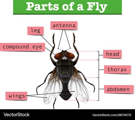 Diagram showing parts of fly Royalty Free Vector Image