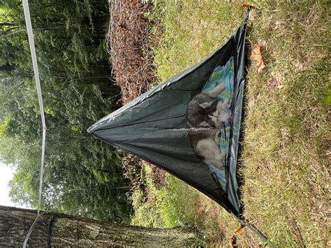 Pup Tent - Dog Camping Gear | DutchWare Camping