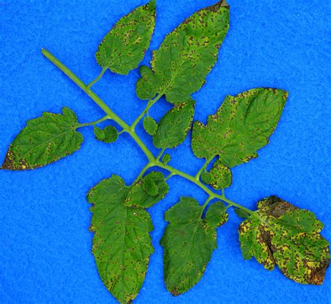 Septoria leaf spot on tomatoes | Vegetable Pathology – Long Island Horticultural Research ...