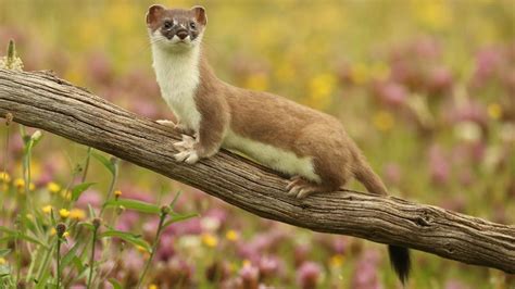 Weasel Facts, Types, Diet, Reproduction, Classification, Pictures