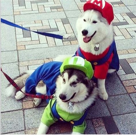 Mario Bross | Pet halloween costumes, Cute dog halloween costumes, Cute ...