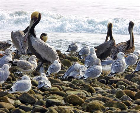 Pelicans And Seagulls Free Stock Photo - Public Domain Pictures