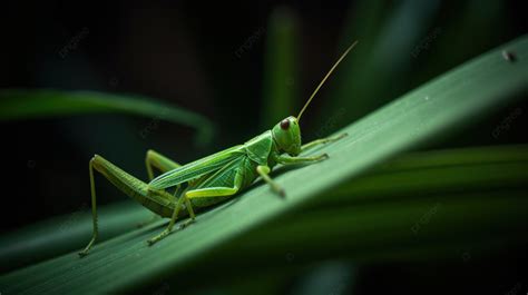 Belalang Hijau Duduk Di Atas Daun, Menangkap Belalang Kecil, Foto ...