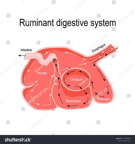 ruminant digestive system. cross-section of the ruminant stomach: rumen, reticulum, omasum, and ...