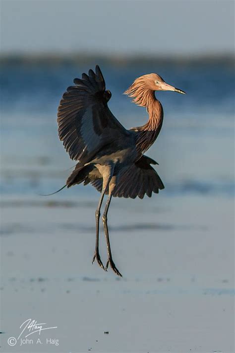 Not found | Pet birds, Merritt island, National wildlife refuge