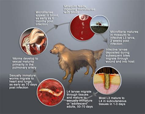 Heartworm Life Cycle Diagram | Quizlet