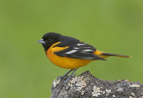 juvenile-baltimore-oriole - Maryland Pictures - Maryland - HISTORY.com