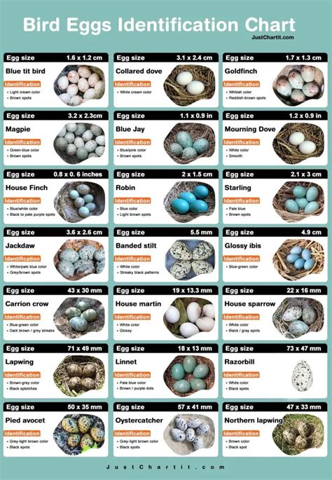 Bird egg identification chart - Color, Size & Identity Point in 2024 ...