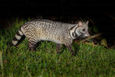 Royalty Free Civet Cat Pictures, Images and Stock Photos - iStock