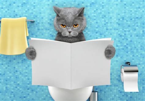 Cat Constipation: Causes, Symptoms, Diagnosis, Treatment and Remedies