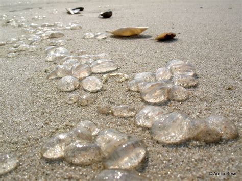 Seestachelbeere (Pleurobrachia pileus)