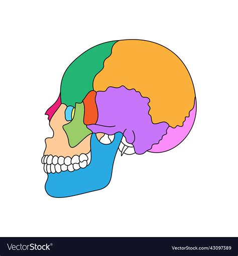 Human skull bones anatomy colored cranial parts Vector Image