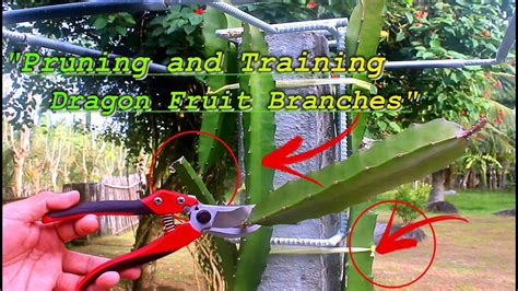 HOW TO PRUNE AND TRAIN DRAGON FRUIT BRANCHES (BASIC TECHNIQUE) - YouTube