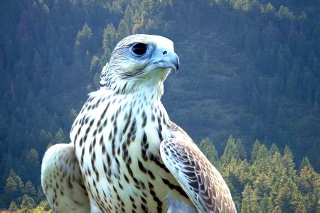 The White Peregrine Falcon - Birds & Animals Background Wallpapers on ...