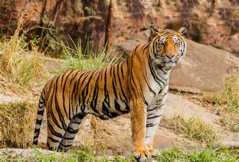 Cergas demi Selamatkan Harimau Malaya - Dewan Kosmik