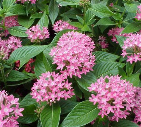 Pentas lanceolata (Star flower, star cluster, Egyptian stars) - Plantinfo