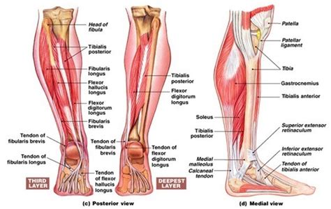 Download 72+ Gambar Otot Kaki Manusia HD Terbaru - Gambar