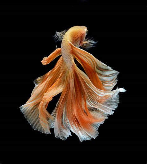 Fish Photography Has Never Been So Beautiful (25 pics) - Izismile.com