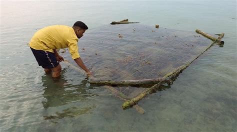 The government plans a seaweed park in Tamil Nadu, ignoring the threat ...