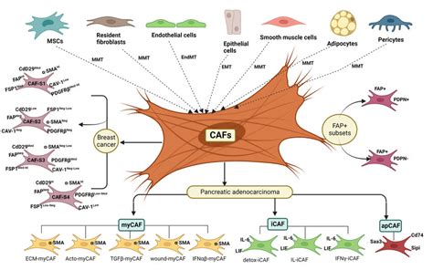 Origin and heterogeneity of cancer-associated fibroblasts. CAFs in the... | Download Scientific ...