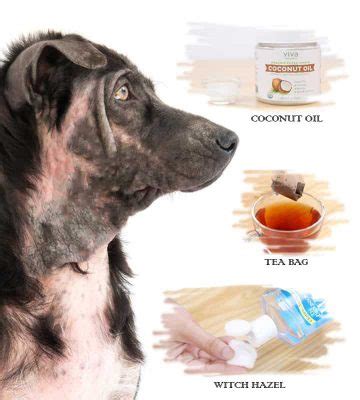 10 Home Remedies for Hot Spots in Dogs | Fab How