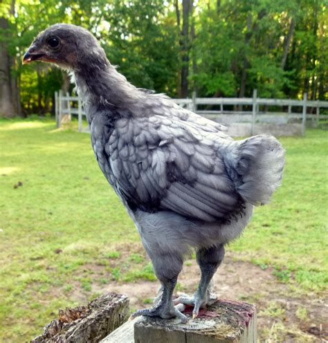 Fresh Eggs Daily®: Marans + Ameraucana = Olive Egger