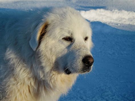 What Breed Is The Big White Fluffy Dog