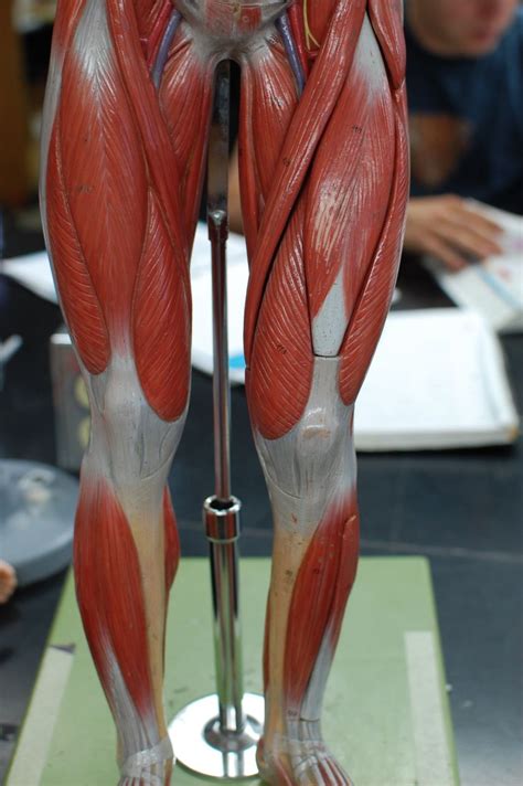 Neuroanatomy Muscular System Anatomy Muscle Anatomy Leg Anatomy | The ...