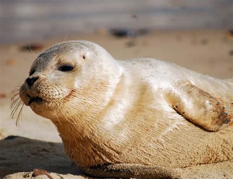 14 Seal Facts About The Adorable Sea Dogs