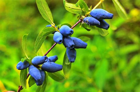 Growing Honeyberry (Haskap): Varieties, Planting, Care, and Harvest Guide