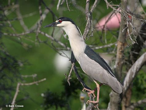 The Symbolism Of Herons: Grace, Purity & Other Meanings